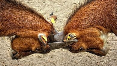 Photo of 3 Pasos para gestionar las peleas de relaciones