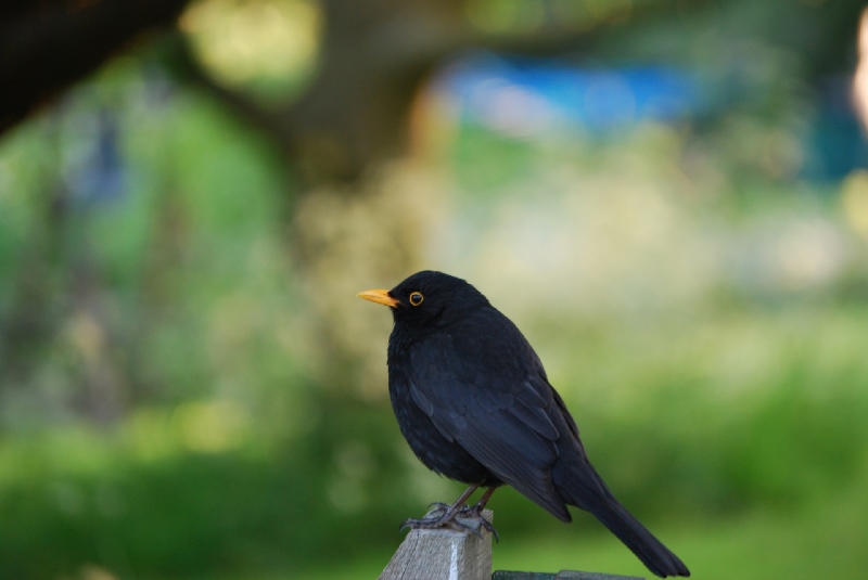 pájaros presagio signos y mensajes de petirrojo