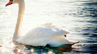 Photo of Signos, presagios y mensajes: aves