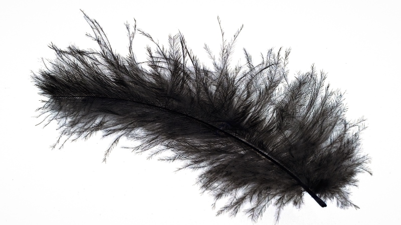 plumas de ángel negro